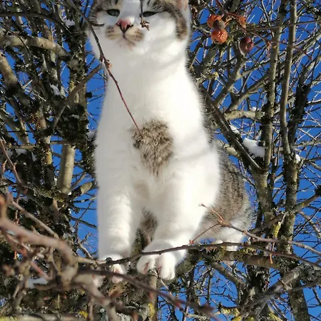 Vordergschwandtgut Apartment *