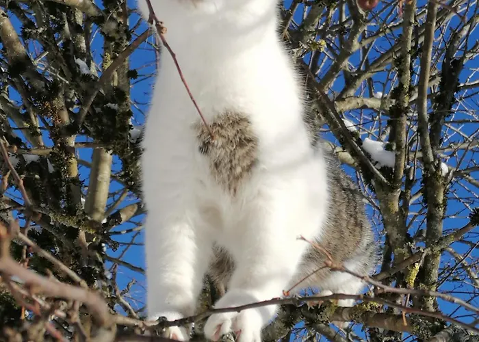 Vordergschwandtgut Appartement *